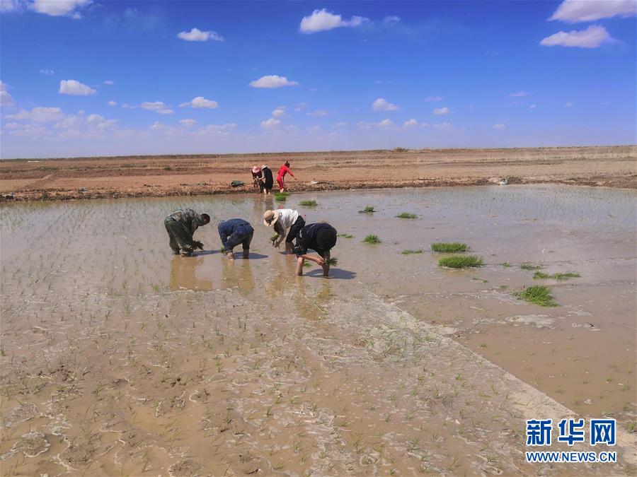 (圖文互動(dòng))(2)海水稻首次在青藏高原柴達(dá)木盆地試種植