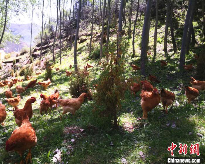 甘肅藏區“林下養殖”沙棘雞助農走上“綠色”致富路