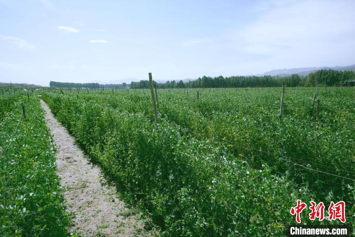 天?？h高原綠色(有機)蔬菜基地種植的食用莢豆?！￡I道華 攝