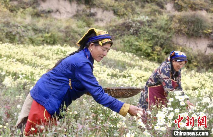 黑水村民在采摘杭白菊。桐鄉市宣傳部提供