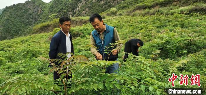 圖為張金利調研適合阿拉村種植的農作物，經過不斷改良技術后，產量大大提高。(資料圖)甘肅省水利廳供圖