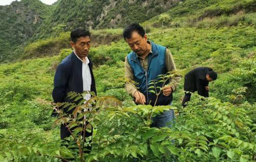 圖為張金利調研適合阿拉村種植的農作物，經過不斷改良技術后，產量大大提高。(資料圖)甘肅省水利廳供圖