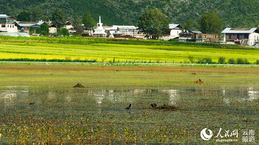 納帕海成為鳥(niǎo)類(lèi)遷徙停留地。呂昊辰攝