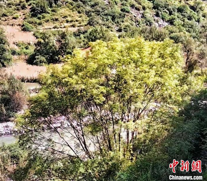 四川康定普沙絨境內發現珍稀瀕危植物五小葉槭