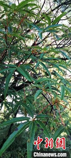 被稱為植物界“大熊貓”的五小葉槭植物。 康定市委宣傳部供圖