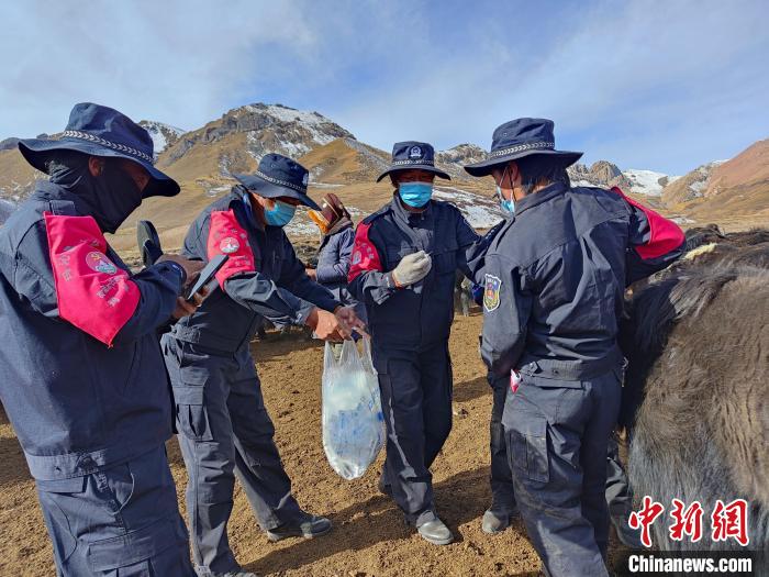 圖為義警隊員協助工作人員為牦牛接種疫苗?！∏嗪９逯莠斍呖h公安局下大武派出所供圖