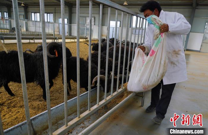 圖為飼養員給黑藏羊喂食。 馬銘言 攝
