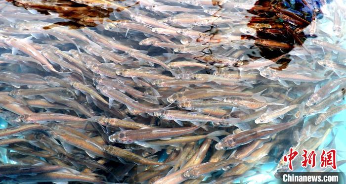 “中華水塔”連續19年增殖放流珍稀魚類維系高原水體生態