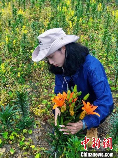 村民采摘百合花。　壤塘縣委宣傳部供圖