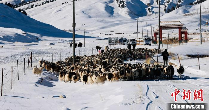圖為村民在雪地上放牧。　都蘭縣融媒體中心供圖