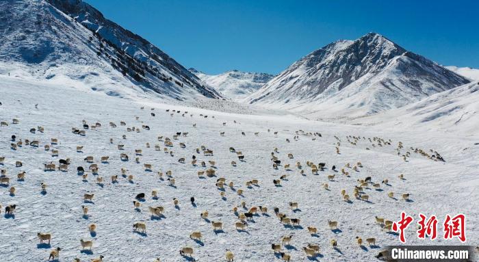 圖為羊群在雪地里覓食?！《继m縣融媒體中心供圖