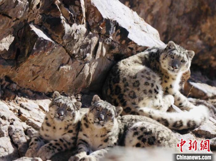 青海都蘭:雪豹、兔猻等多種珍稀野生動物亮相