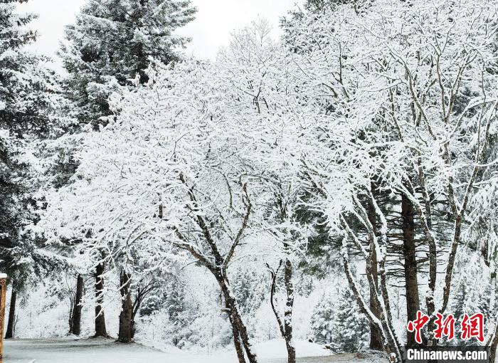 大熊貓國家公園王朗片區(qū)春雪如畫，宛若仙境?！×_春平 攝