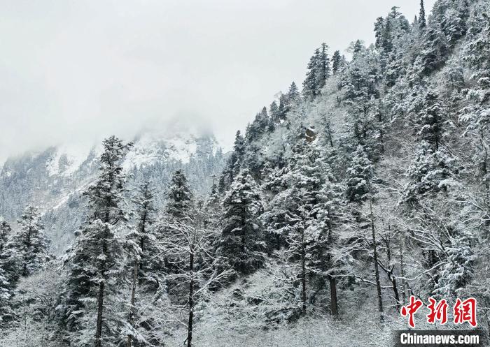 大熊貓國家公園王朗片區(qū)春雪如畫，宛若仙境。　羅春平 攝