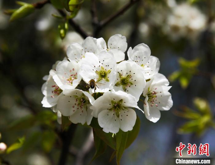 圖為盛開(kāi)的梨花。　祁增蓓 攝