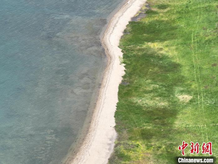 圖為航拍仲夏時節(jié)，青海湖畔綠茵如毯。　祁增蓓 攝