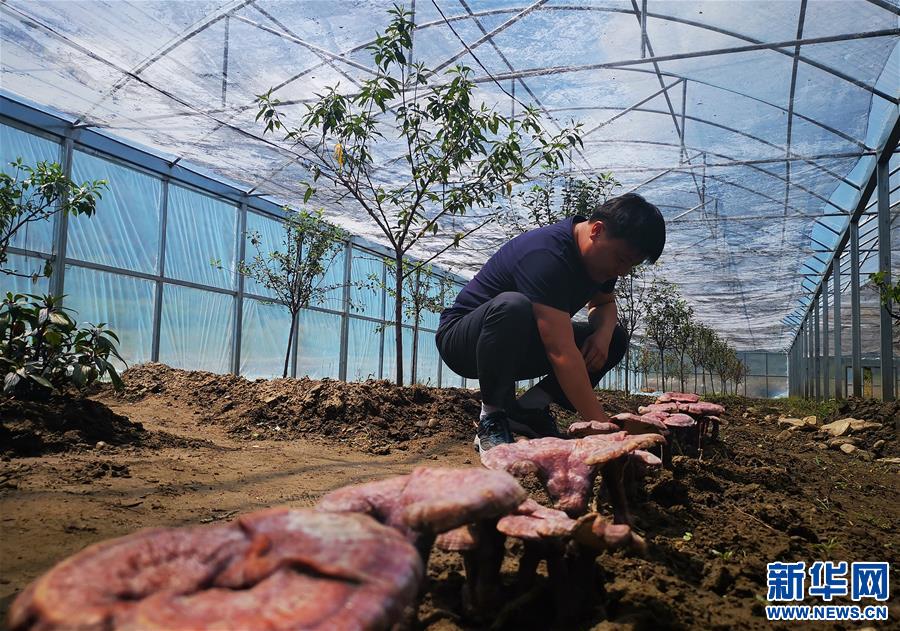 （決戰決勝脫貧攻堅·圖文互動）（3）產業援藏“拔窮根” 新思路激發脫貧新動力