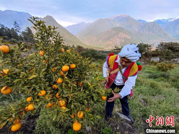 林芝下察隅鎮(zhèn)京都村101畝耙耙柑豐收。 江飛波 攝