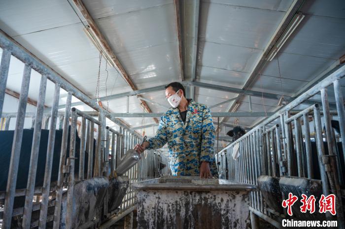 圖為飼養人員喂養西藏林芝藏豬。 何蓬磊 攝