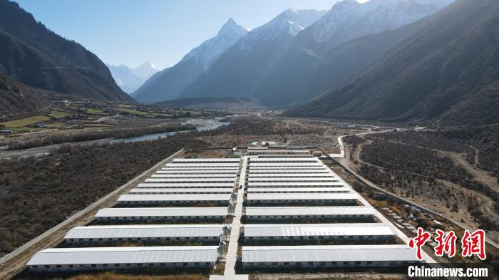 圖為西藏林芝市波密縣的標準化、產業化藏豬養殖基地。 江飛波 攝