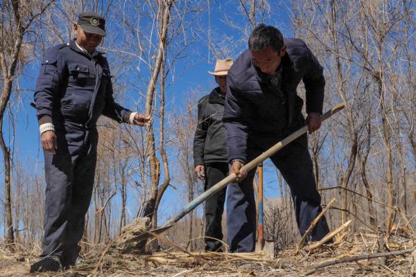 沙棘傳奇——西藏隆子跨越半個世紀的生態革命