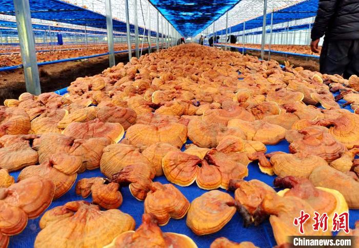 圖為紅太陽科技示范家庭農場采收的靈芝。　平措旺青供圖