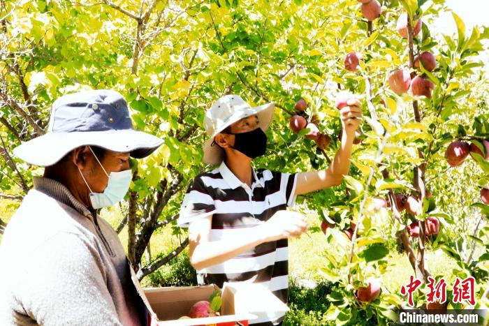 圖為西藏阿里札達縣底雅鄉村民在自家果園采摘果實?！“⑼?攝