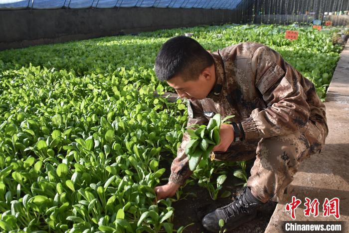 圖為阿里軍分區(qū)某邊防團(tuán)官兵在溫室摘菜。　陳嘯岳 攝
