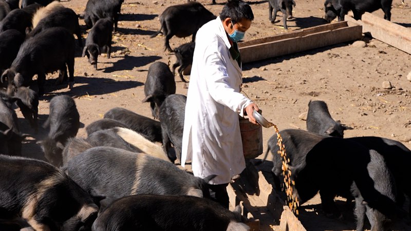 飼養員正在給藏香豬喂食。