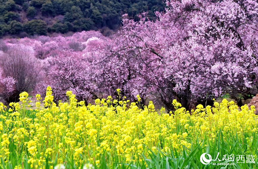 桃花與油菜花勾勒出別樣風景。 人民網 李海霞攝