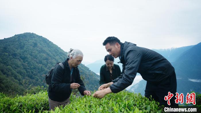 圖為銀發(fā)旅游體驗團兩位老人體驗采茶。 西藏專項旅游協(xié)會供圖