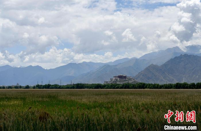圖為6月22日，西藏拉薩拉魯濕地。　李林 攝