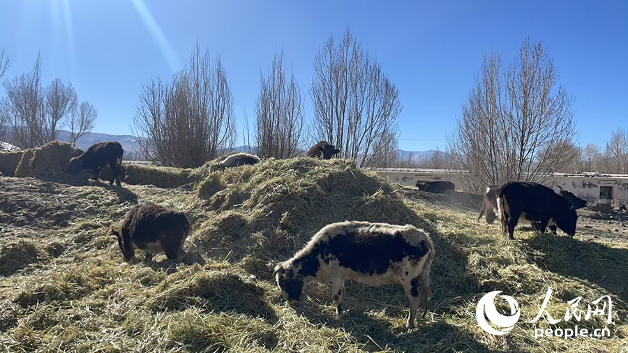 長所鄉(xiāng)森嘎村村民的牲畜在食用新鮮飼草。人民網(wǎng)記者 郝潔攝