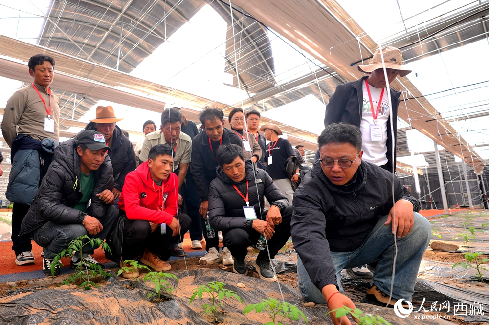 農(nóng)業(yè)專家蹲在田壟間，為圍攏過來的科技專干和基層農(nóng)技人員現(xiàn)場(chǎng)講解定植要點(diǎn)。人民網(wǎng)記者 吳雨仁攝