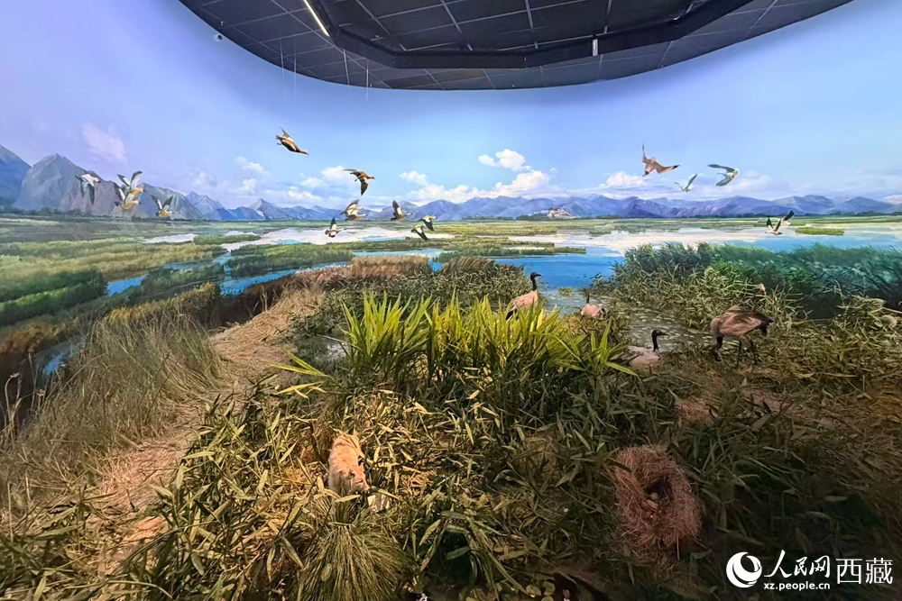 西藏自然科學博物館內，高仿真濕地生態復原場景生動呈現了高原鳥類與自然環境和諧共生的科普畫面。人民網記者 次仁羅布攝