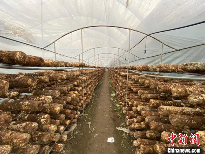 圖為基地里的食用菌菌棒。　劉鵬 攝