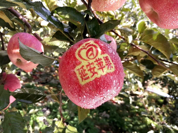 延安蘋果。柳林鎮果技站供圖。