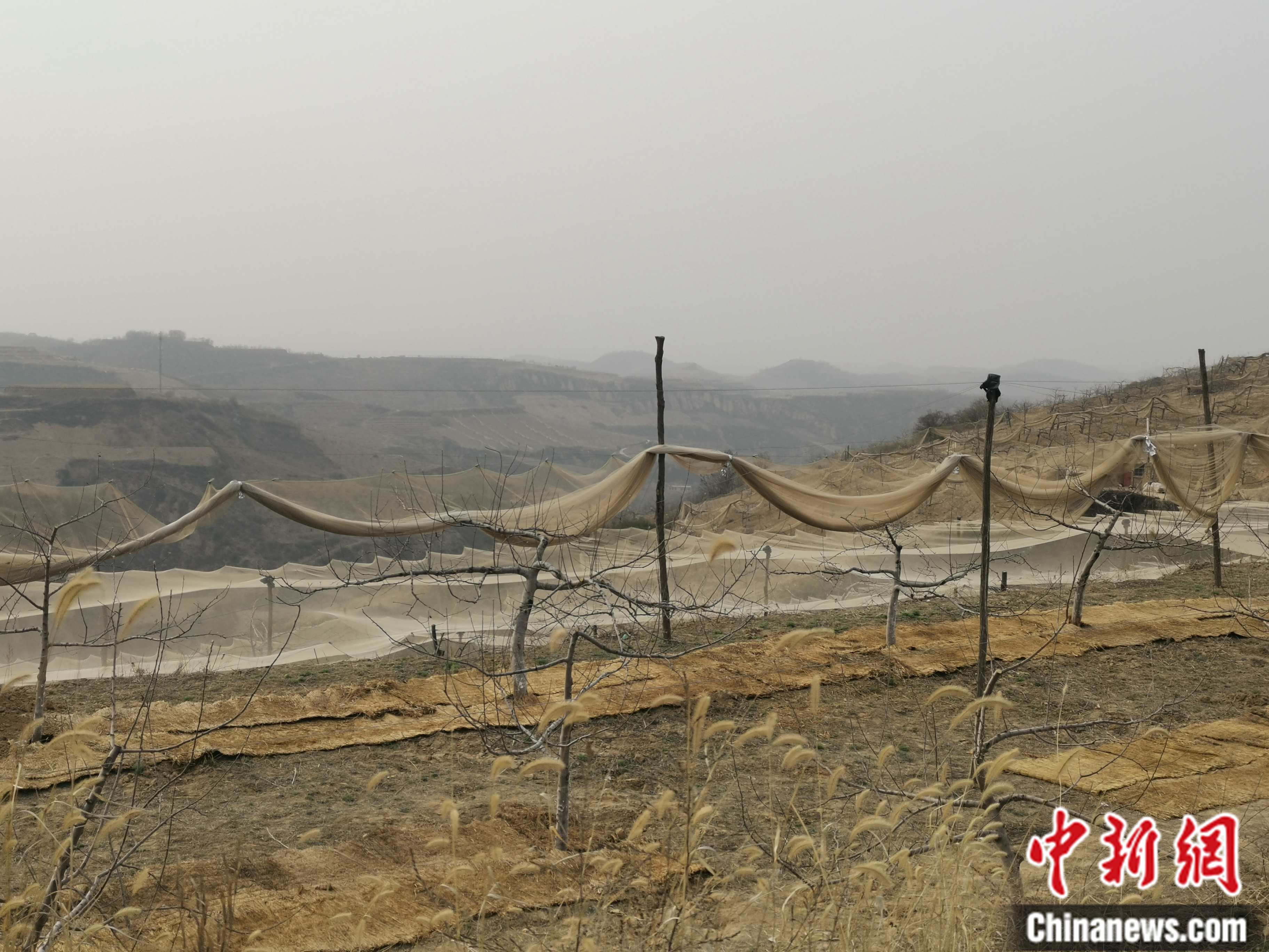 陜西省延安市寶塔區柳林鎮麻塔村蘋果園。 <a target='_blank'  ><p  align=