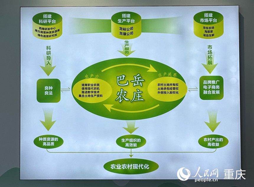 “巴岳農莊”運作示意圖。人民網記者 劉政寧攝