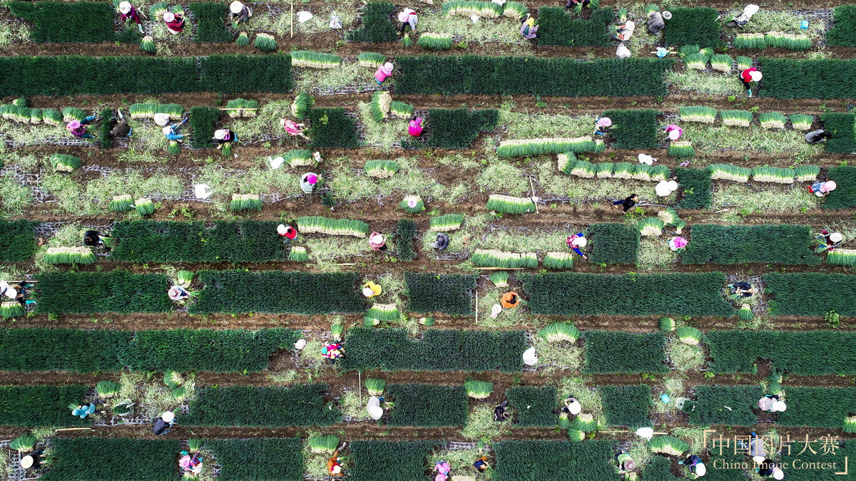 香蔥生產基地